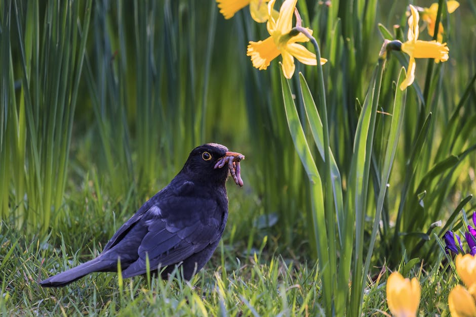 A blackbird on a grassy garden bed holding a wriggling earthworm in its beak, surrounded by tall, green, leafy plants and vibrant yellow and purple flowers. The garden features a well-maintained lawn 