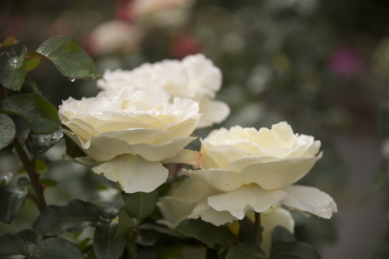 garden care garden