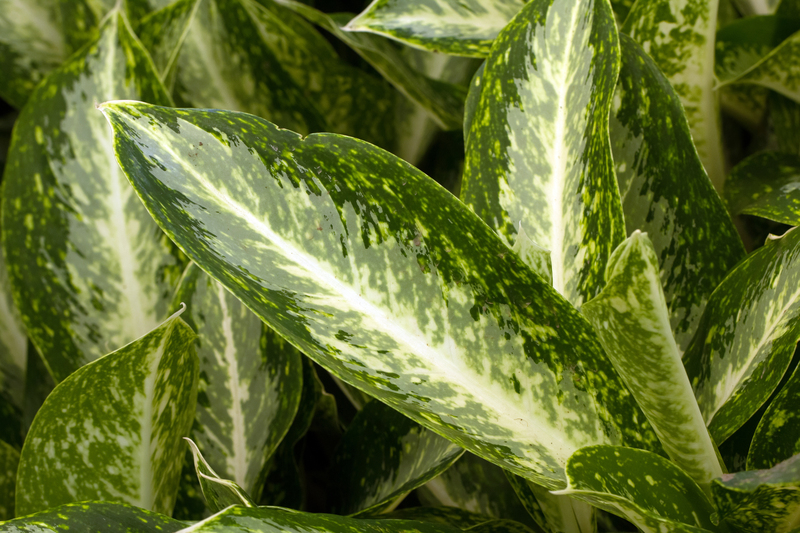 garden care garden